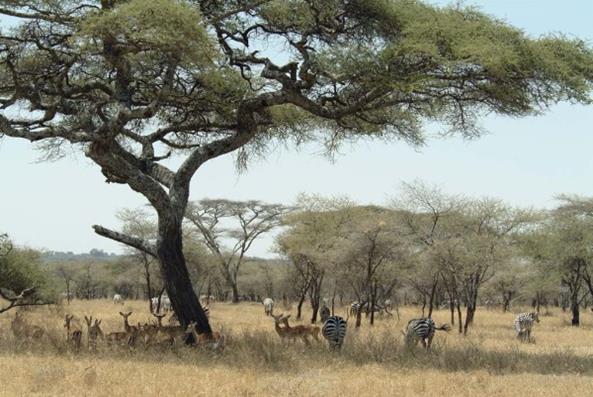 Afbeeldingsresultaat voor h. erectus slacht olifant